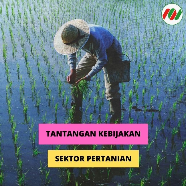 Ternyata Ini Kendala Dalam Pengembangan Sektor Pertanian RI